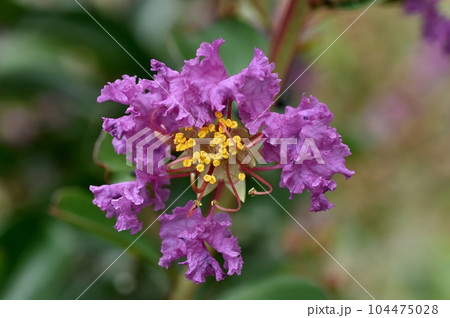 サルスベリの花 サルスベリの花 104475028