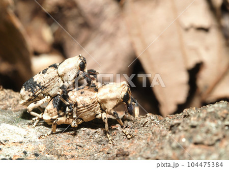 アシナガオニゾウムシ(ペア) アシナガオニゾウムシ(ペア) 104475384