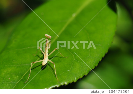 ハラビロカマキリの幼虫 ハラビロカマキリの幼虫 104475504