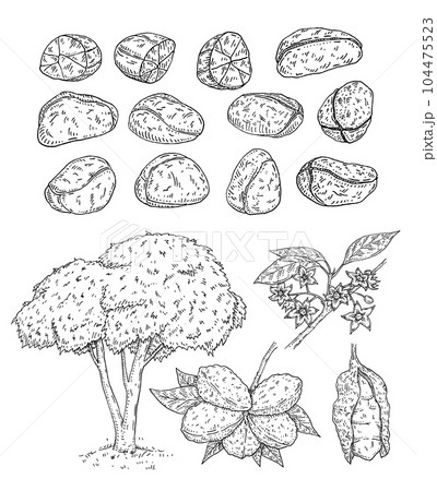 Fresh and dried kola nuts without shell. Tree and branch with leaves, beans and flowers. Vector engraving 104475523