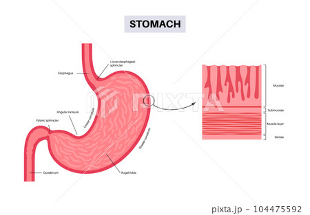 Mucous membrane structure Mucous membrane structure 104475592