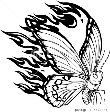 Outline drawing of butterfly. Vector illustration. Black line. 104475663