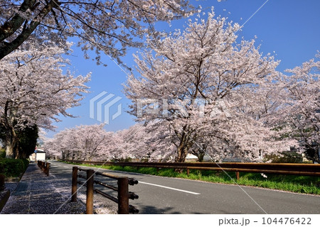 丹波春日町黒井川沿いの桜並木 104476422