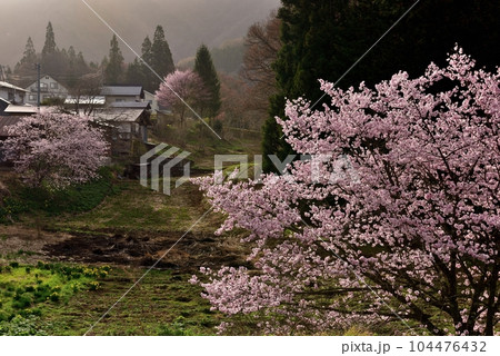 信州里山の桜 信州里山の桜 104476432
