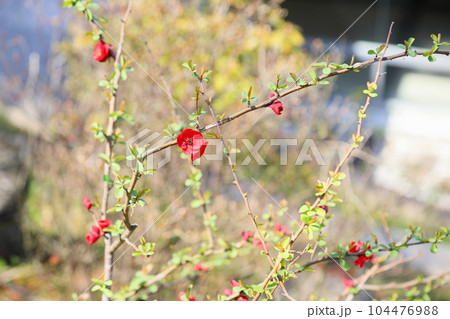 鮮やかボケの花 104476988