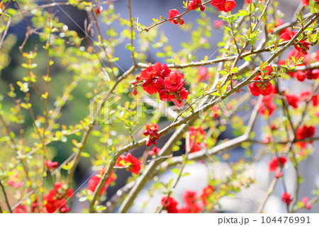 鮮やかボケの花 鮮やかボケの花 104476991