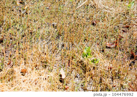 群生　土筆 104476992