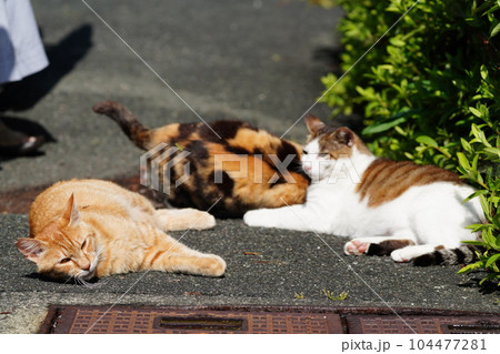 地域猫の家族が全員集合 104477281