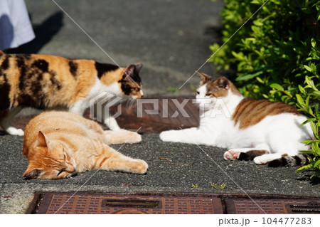 地域猫の家族が全員集合 地域猫の家族が全員集合 104477283
