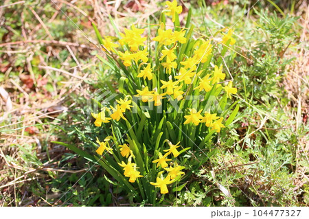 可愛いスイセンの花 ティタティタ 可愛いスイセンの花 ティタティタ 104477327