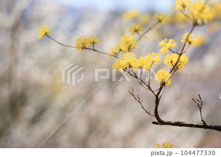 サンシュユの花 104477330