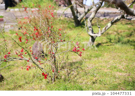 ボケの花 104477331