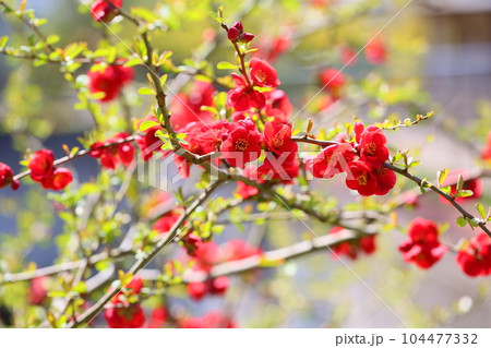 鮮やか　ボケの花 104477332