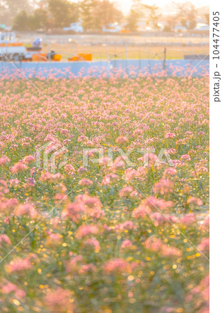 ラッキョウの花 (鳥取県北栄町) ラッキョウの花 (鳥取県北栄町) 104477405