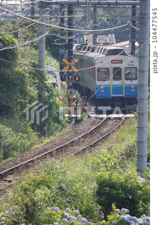 伊豆の熱海付近アジサイ街道を走る電車 伊豆の熱海付近アジサイ街道を走る電車 104477545