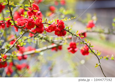 鮮やか ボケの花 鮮やか ボケの花 104477592