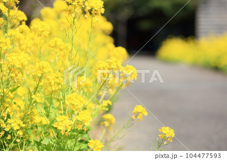 菜の花 104477593