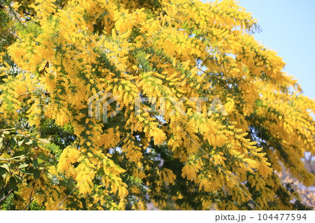 銀葉アカシアの花 銀葉アカシアの花 104477594