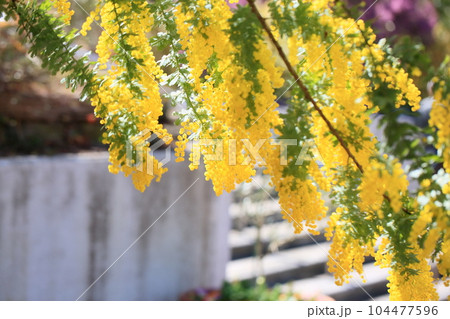 銀葉アカシアの花 銀葉アカシアの花 104477596