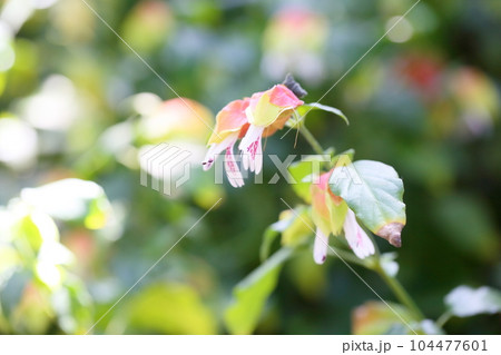 コエビソウの花 104477601