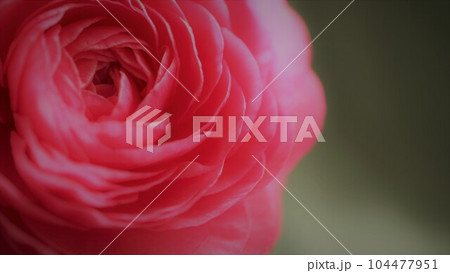 鮮やかなピンク色の薔薇　バラ　アップ 104477951