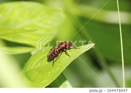 アカシマサシガメ  104478047