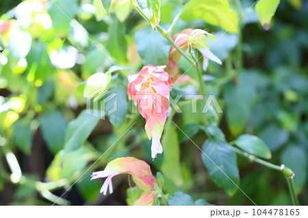 コエビソウの花 104478165