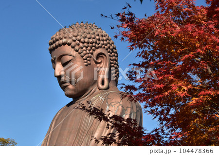 紅葉と大仏 104478366