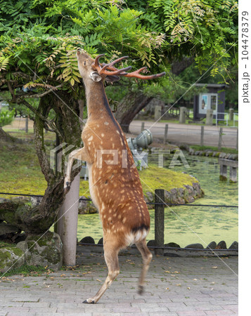立ち上がって草を食べる奈良公園の雄鹿 立ち上がって草を食べる奈良公園の雄鹿 104478379