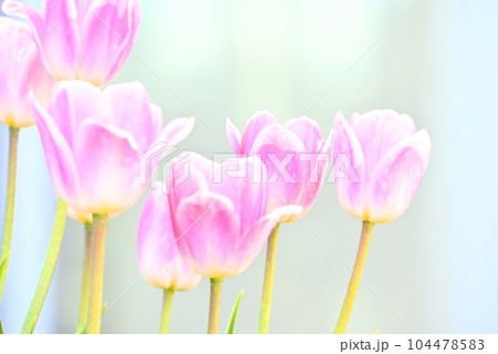 春の花、チューリップ 104478583