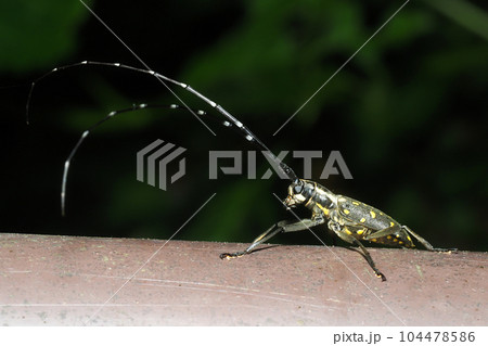 キボシカミキリ キボシカミキリ 104478586