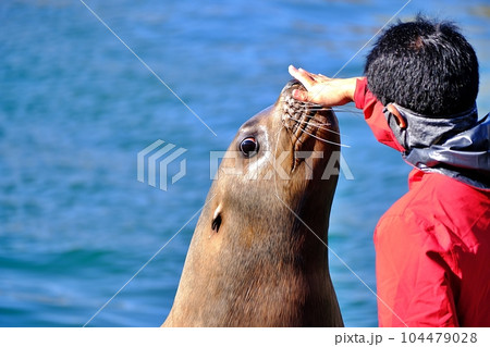 おたる水族館 トドショーの風景 おたる水族館 トドショーの風景 104479028