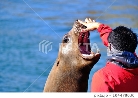 おたる水族館 トドショーの風景 おたる水族館 トドショーの風景 104479030