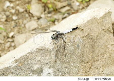 シオカラトンボ シオカラトンボ 104479056