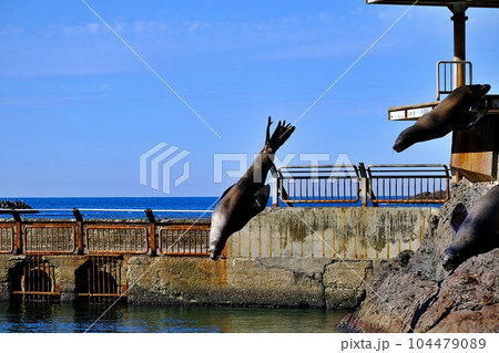 おたる水族館 トドショーの風景 104479089