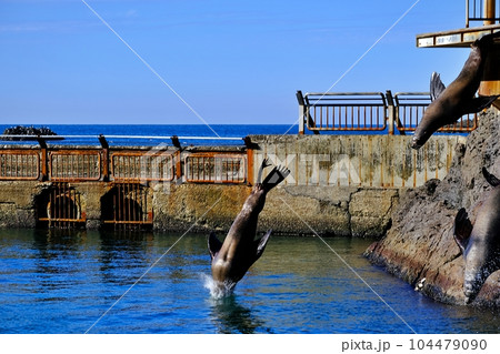 おたる水族館 トドショーの風景 104479090