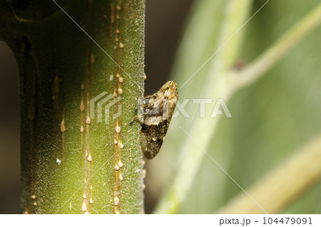 シロオビアワフキ 104479091