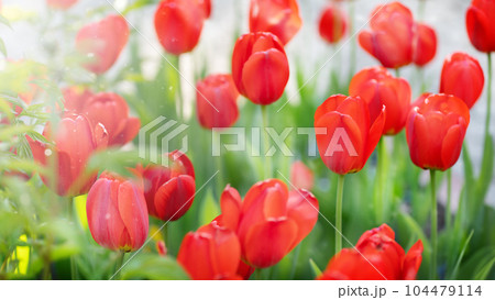 Blurred Tulip garden blooming on season and filed fill full colorfull of flowers Blurred Tulip garden blooming on season and filed fill full colorfull of flowers 104479114