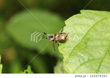セマダラコガネ 104479162