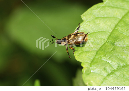 セマダラコガネ 104479163