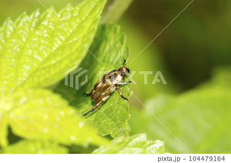 セマダラコガネ 104479164