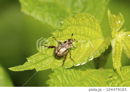 セマダラコガネ 104479165