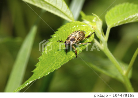 セマダラコガネ 104479168