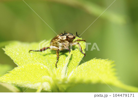 セマダラコガネ 104479171