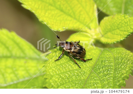 セマダラコガネ 104479174