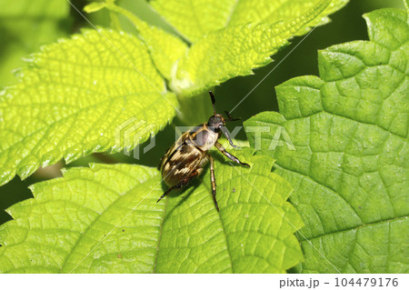 セマダラコガネ 104479176