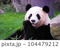 笹を食べる和歌山のパンダ 104479212