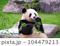 笹を食べる和歌山のパンダ 104479213