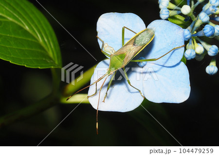 アジサイの花に乗るオオクモヘリカメムシ アジサイの花に乗るオオクモヘリカメムシ 104479259