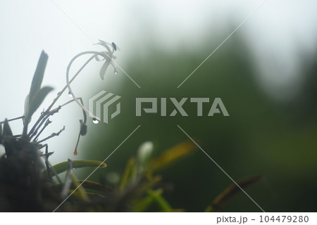 雨に濡れたフーラン 雨に濡れたフーラン 104479280